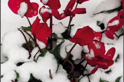 "Petali nella neve", alle Cantelmo di Lecce la presentazione del nuovo libro di Sabrina del Giudice - Corriere Salentino