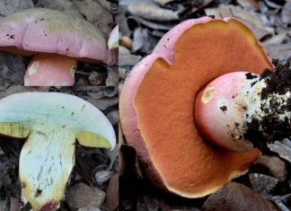 ASL Lecce: Conoscere i funghi per raccoglierli e consumarli in sicurezza