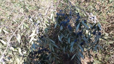 Ancora ulivi potati: buone pratiche agricole secondo Tap, ennesima violenza secondo i manifestanti - Corriere Salentino