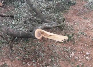 Tap: abbattuti due ulivi infetti da Xylella fastidiosa