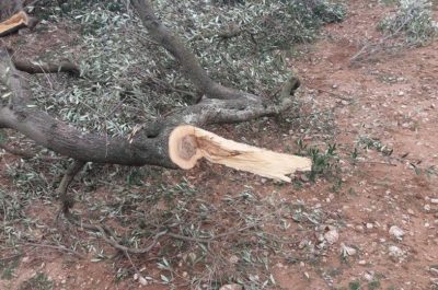 Ancora ulivi secolari potati da Tap. Monta la protesta - Corriere Salentino