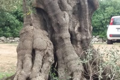 Ancora ulivi secolari potati da Tap. Monta la protesta - Corriere Salentino