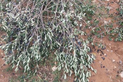 Ancora ulivi secolari potati da Tap. Monta la protesta - Corriere Salentino