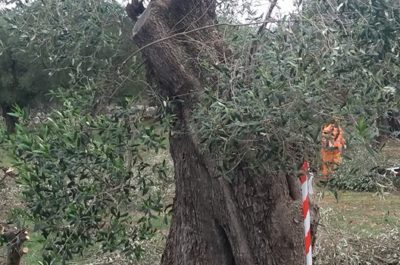Ancora ulivi secolari potati da Tap. Monta la protesta - Corriere Salentino