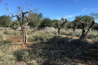 Ancora ulivi potati: buone pratiche agricole secondo Tap, ennesima violenza secondo i manifestanti - Corriere Salentino