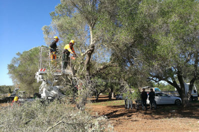 Ancora ulivi potati: buone pratiche agricole secondo Tap, ennesima violenza secondo i manifestanti - Corriere Salentino