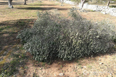 Ancora ulivi potati: buone pratiche agricole secondo Tap, ennesima violenza secondo i manifestanti - Corriere Salentino