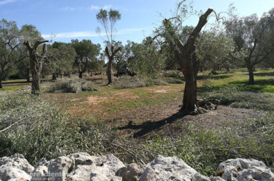 Ancora ulivi potati: buone pratiche agricole secondo Tap, ennesima violenza secondo i manifestanti - Corriere Salentino