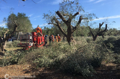 Ancora ulivi potati: buone pratiche agricole secondo Tap, ennesima violenza secondo i manifestanti - Corriere Salentino