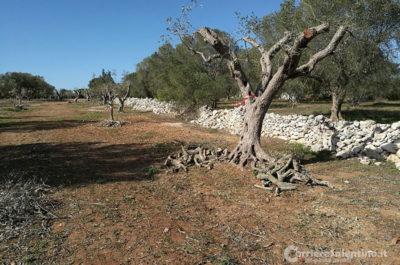 Ancora ulivi potati: buone pratiche agricole secondo Tap, ennesima violenza secondo i manifestanti - Corriere Salentino
