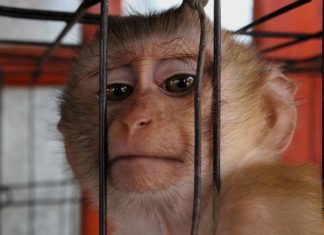 Stop animali nei circhi. Dopo anni di lotta arriva finalmente la legge