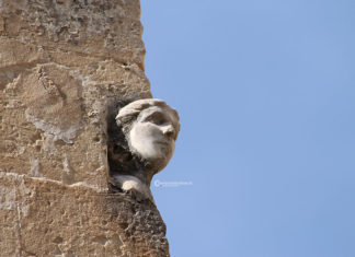 Alla scoperta del Salento: La leggenda della faccina, una storia d’amore d’altri tempi