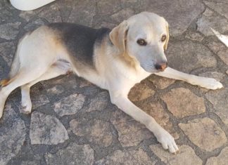 Sette giorni senza Freddy, scappato da Castiglione d’Otranto
