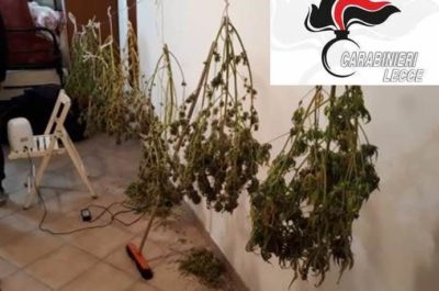 Trasforma l'abitazione in serra per coltivare marijuana: 23enne arrestato e subito scarcerato - Corriere Salentino