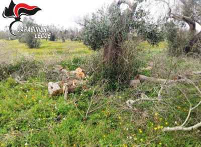 Fermato mentre tagliava e rubava un ulivo: denunciato 49enne - Corriere Salentino