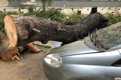 Pioggia e vento sferzano il Salento: a Lecce e Tricase gli alberi centrano alcune auto - Corriere Salentino