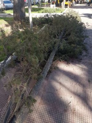 Ramo cade sul parco giochi, tragedia sfiorata in Piazza Ludovico Ariosto - Corriere Salentino