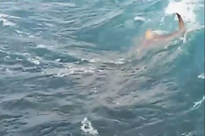Sorpresa durante la pesca: spunta uno squalo a pochi metri dalla riva - Corriere Salentino