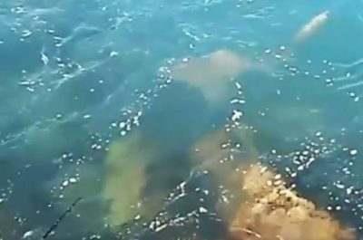 Sorpresa durante la pesca: spunta uno squalo a pochi metri dalla riva - Corriere Salentino