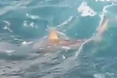 Sorpresa durante la pesca: spunta uno squalo a pochi metri dalla riva - Corriere Salentino