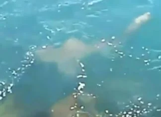 Sorpresa durante la pesca: spunta uno squalo a pochi metri dalla riva