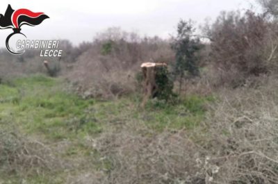 Ladri di legna fanno strage di ulivi secolari, in otto nei guai - Corriere Salentino