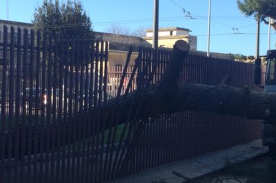 Pioggia e vento si abbattono sul Salento: alberi caduti, divelti cartelloni pubblicitari - Corriere Salentino