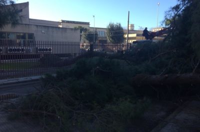 Pioggia e vento si abbattono sul Salento: alberi caduti, divelti cartelloni pubblicitari - Corriere Salentino