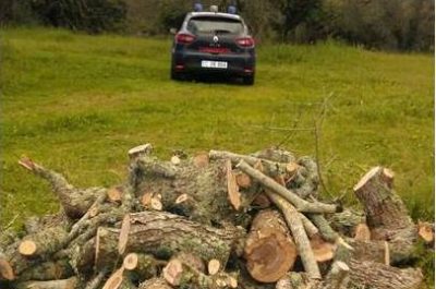 Ladri di legna fanno strage di ulivi secolari, in otto nei guai - Corriere Salentino