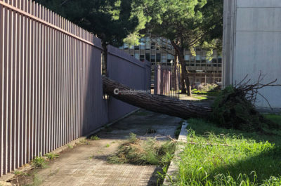 Pioggia e vento si abbattono sul Salento: alberi caduti, divelti cartelloni pubblicitari - Corriere Salentino