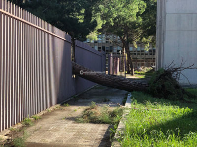 Pioggia e vento si abbattono sul Salento: alberi caduti, divelti cartelloni pubblicitari - Corriere Salentino