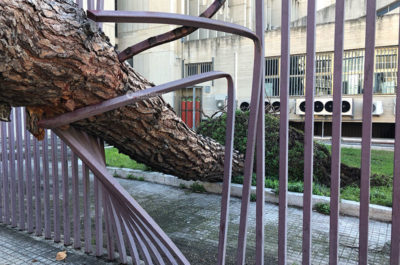 Pioggia e vento si abbattono sul Salento: alberi caduti, divelti cartelloni pubblicitari - Corriere Salentino