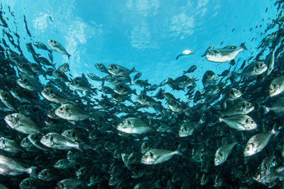 InMare: storia di un’azienda salentina che alleva il pesce in mare aperto e degli uomini che ci hanno creduto fino in fondo - Corriere Salentino