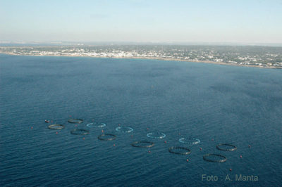 InMare: storia di un’azienda salentina che alleva il pesce in mare aperto e degli uomini che ci hanno creduto fino in fondo - Corriere Salentino