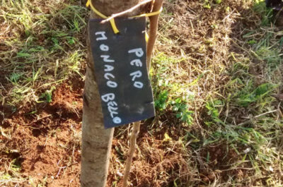 Nasce il “Belvedere dei frutti minori” - Corriere Salentino