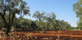 Home - Corriere Salentino