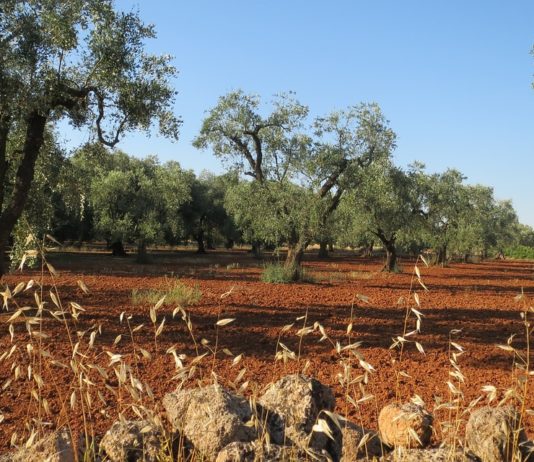 Infortuni in aumento nelle campagne pugliesi (+4%). Al via bando Ismea per la sicurezza dei trattori