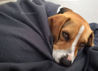 Morte di animali domestici: quello che si deve sapere