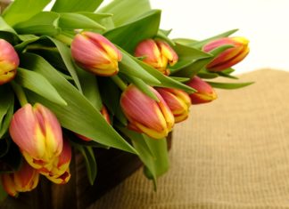 Giornata delle donne: tulipani in Consiglio regionale e un anno di commissione pari opportunità