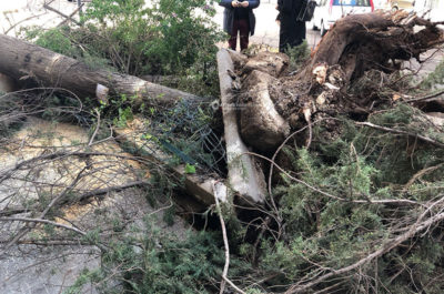Pioggia e vento si abbattono sul Salento: alberi caduti, divelti cartelloni pubblicitari - Corriere Salentino