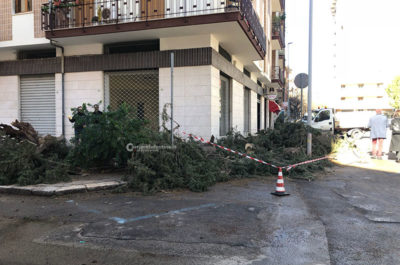 Pioggia e vento si abbattono sul Salento: alberi caduti, divelti cartelloni pubblicitari - Corriere Salentino