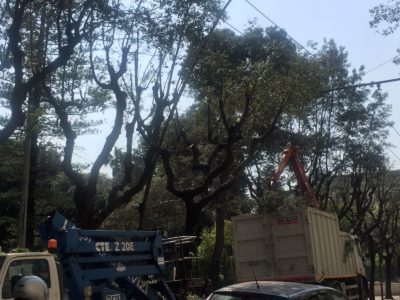 “Operazioni di potatura pericolose per i nidi”: fuori tempo e fuori orario - Corriere Salentino