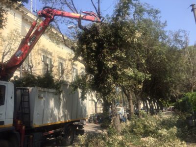 “Operazioni di potatura pericolose per i nidi”: fuori tempo e fuori orario - Corriere Salentino