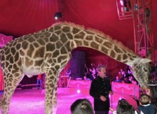 Due spettacoli sold out sono stati la prima serata di gala del circo Marina Orfei