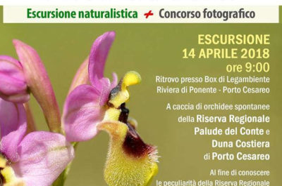 "Safari fotografico", a caccia di orchidee a Porto Cesareo - Corriere Salentino