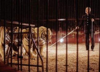 Il Circo di Marina Orfei approda a Surbo, dal 5 al 15 aprile presso il centro commerciale