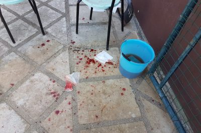 Il corso scappa e si avventa sul barboncino: il cagnolino muore, la proprietaria finisce in ospedale - Corriere Salentino