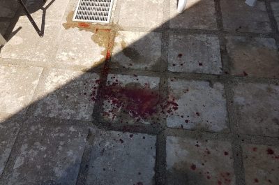 Il corso scappa e si avventa sul barboncino: il cagnolino muore, la proprietaria finisce in ospedale - Corriere Salentino