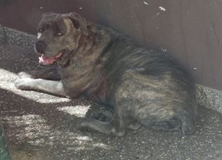 Il corso scappa e si avventa sul barboncino: il cagnolino muore, la proprietaria finisce in ospedale - Corriere Salentino