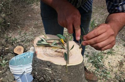 Incontro CIA a Presicce: accelerare su abbattimento delle piante infette e richiesta di risorse aggiuntive - Corriere Salentino